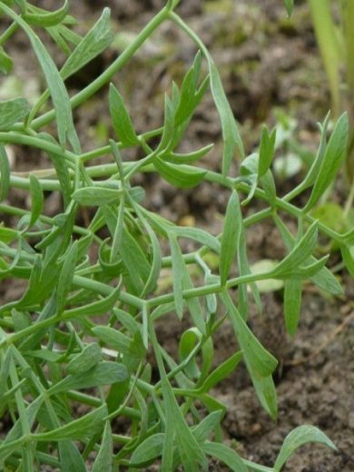 Criste Marine (Crithmum maritimum) Plant