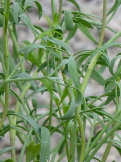 Criste Marine (Crithmum maritimum) Plant
