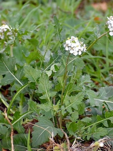 Roquette Blanche Sauvage (Diplotaxis erucoides) Graines