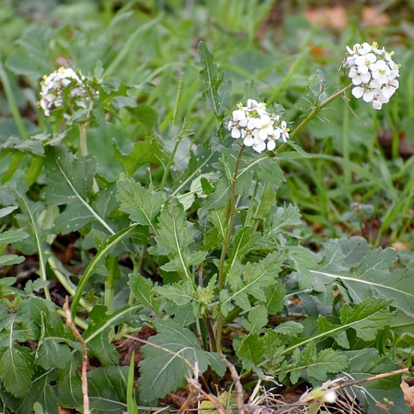Roquette Blanche Sauvage (Diplotaxis erucoides) Graines