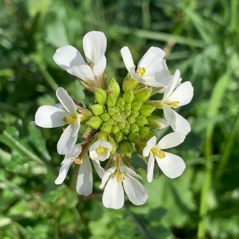 Roquette Blanche Sauvage (Diplotaxis erucoides) Graines – Image 2