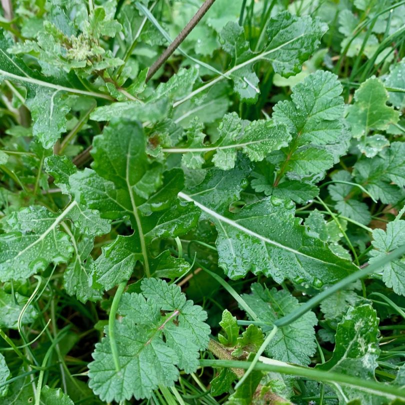 Roquette Blanche Sauvage (Diplotaxis erucoides) Graines – Image 3