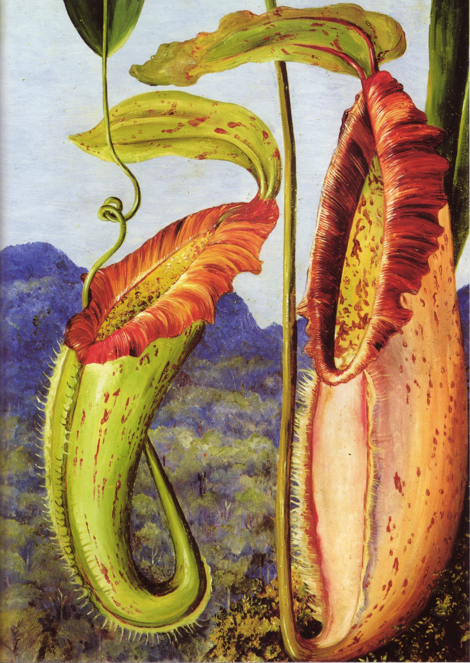 Découverte d'une nouvelle plante carnivore, Nepenthes attenboroughii