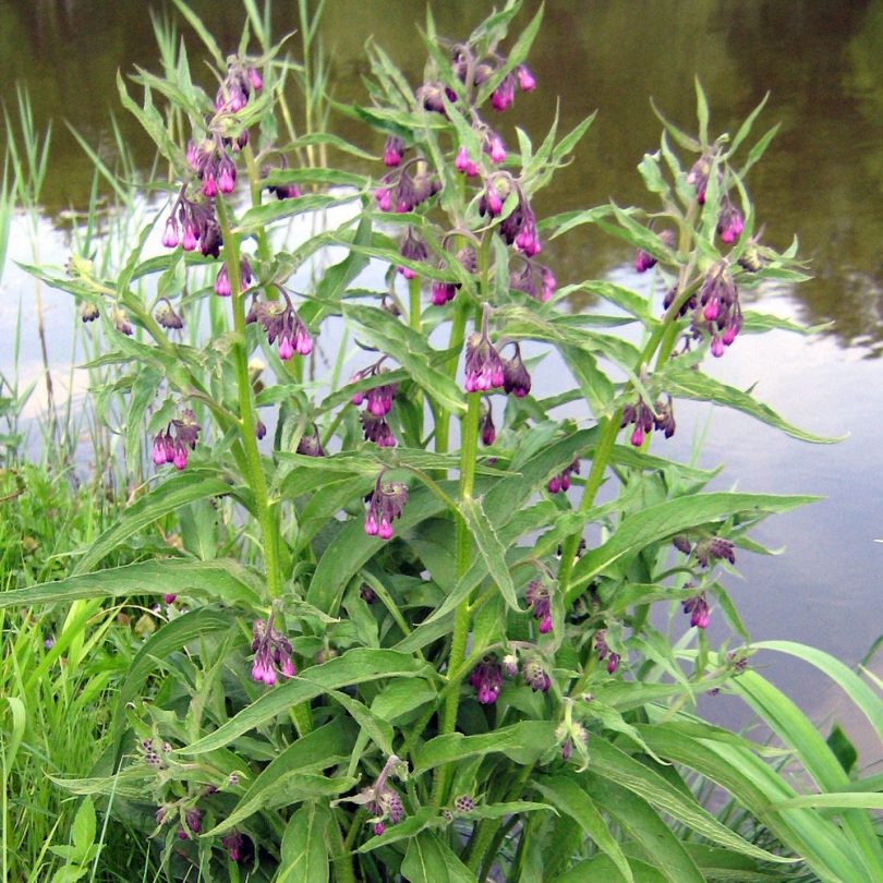 Consoude (Symphytum officinale) Graines – Image 2