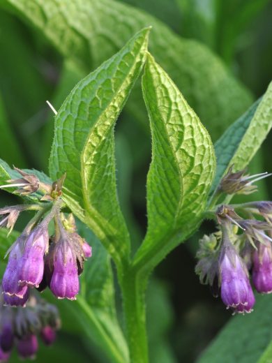 Consoude (Symphytum officinale) Graines