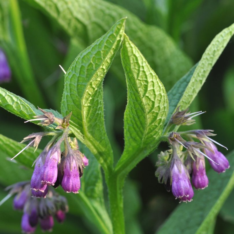 Consoude (Symphytum officinale) Graines