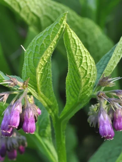 Consoude (Symphytum officinale) Graines