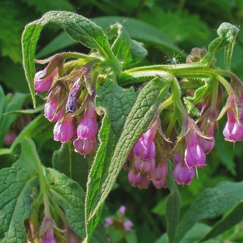 Consoude (Symphytum officinale) Graines – Image 3