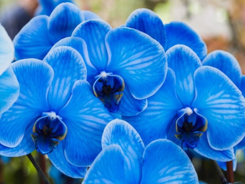 Orchidées bleues, injections et bistouri : Leurs secrets dévoilés !