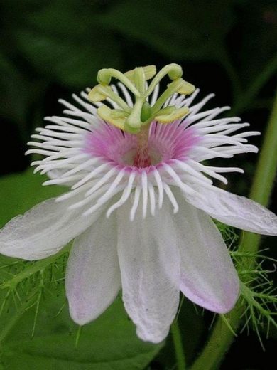 Passiflora foetida (Passiflore poc-poc) Graines