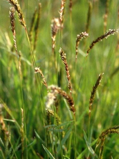 Flouve odorante, Herbe aux bisons (Anthoxanthum odoratum) Graines