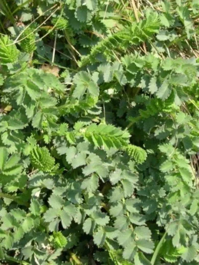 Pimprenelle (Sanguisorba minor) Graines
