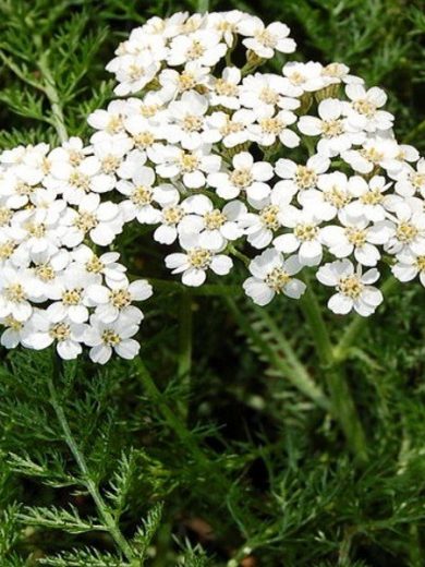 Achillée Millefeuille (Achillea millefolium) Graines