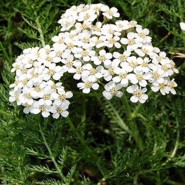 Achillée Millefeuille (Achillea millefolium) Graines - Alsagarden