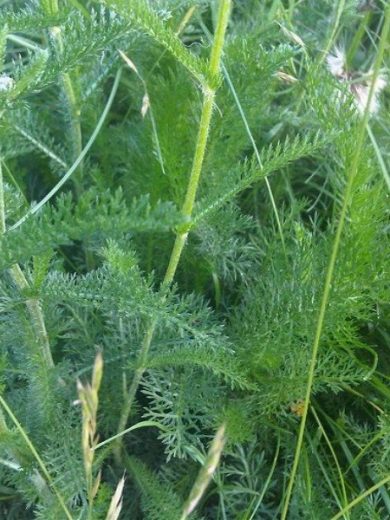 Achillée Millefeuille (Achillea millefolium) Graines