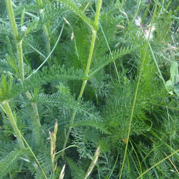 Achillée millefeuille, herbe à dindes