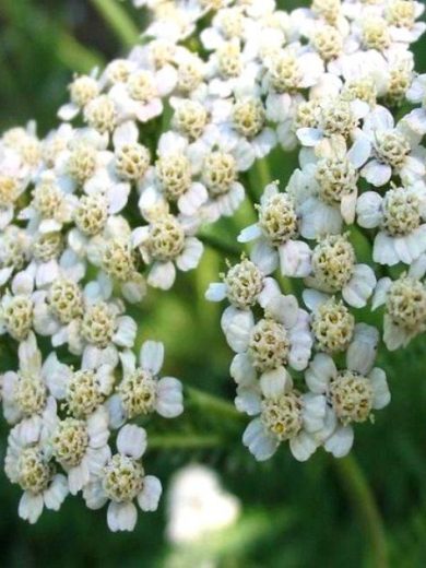 Achillée Millefeuille (Achillea millefolium) Graines