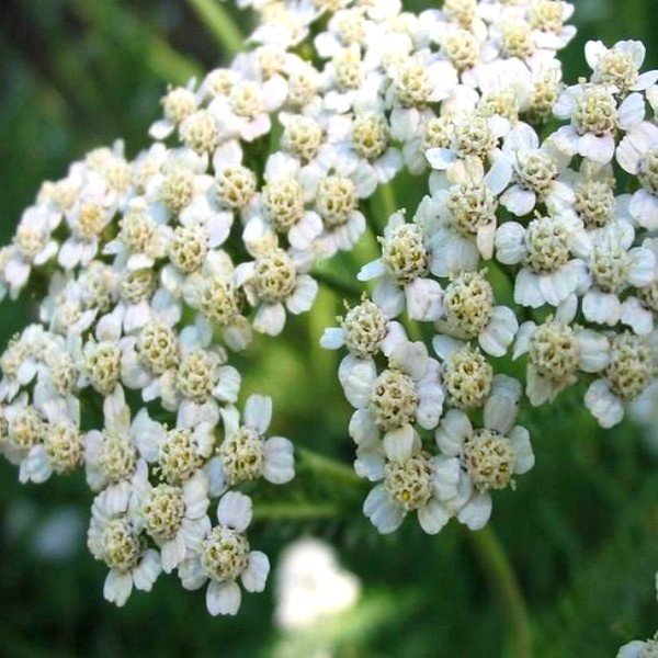 Achillea millefolium Seeds - Alsagarden