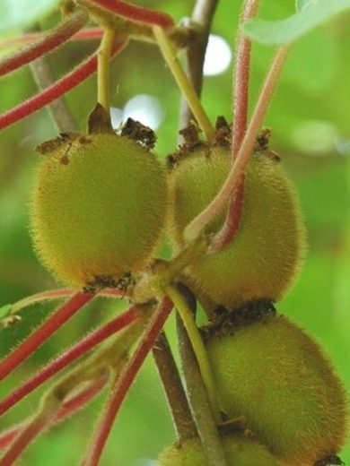 Actinidia chinensis (Kiwi, Actinidia) Graines