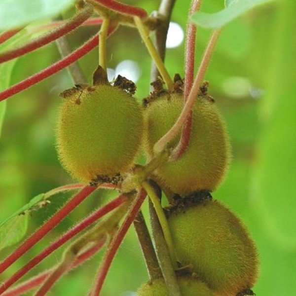 Actinidia chinensis (Kiwi, Actinidia) Graines