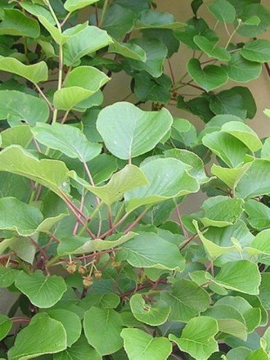 Actinidia chinensis (Kiwi, Actinidia) Graines