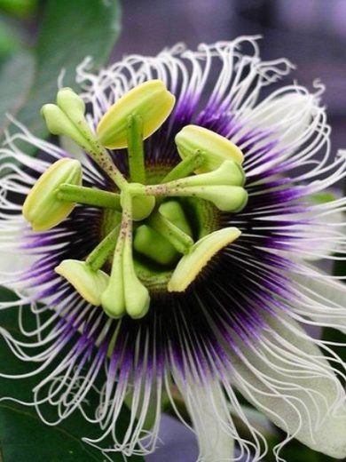 Passiflora edulis var. flavicarpa (Grenadille jaune) Graines