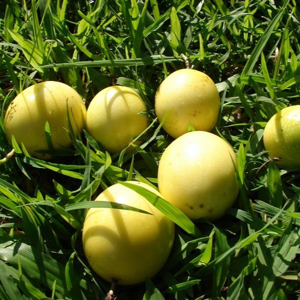 Passiflora edulis var. flavicarpa (Grenadille jaune) Graines