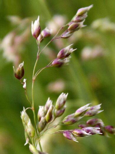 Flouve odorante (Herbe aux bisons) Graines