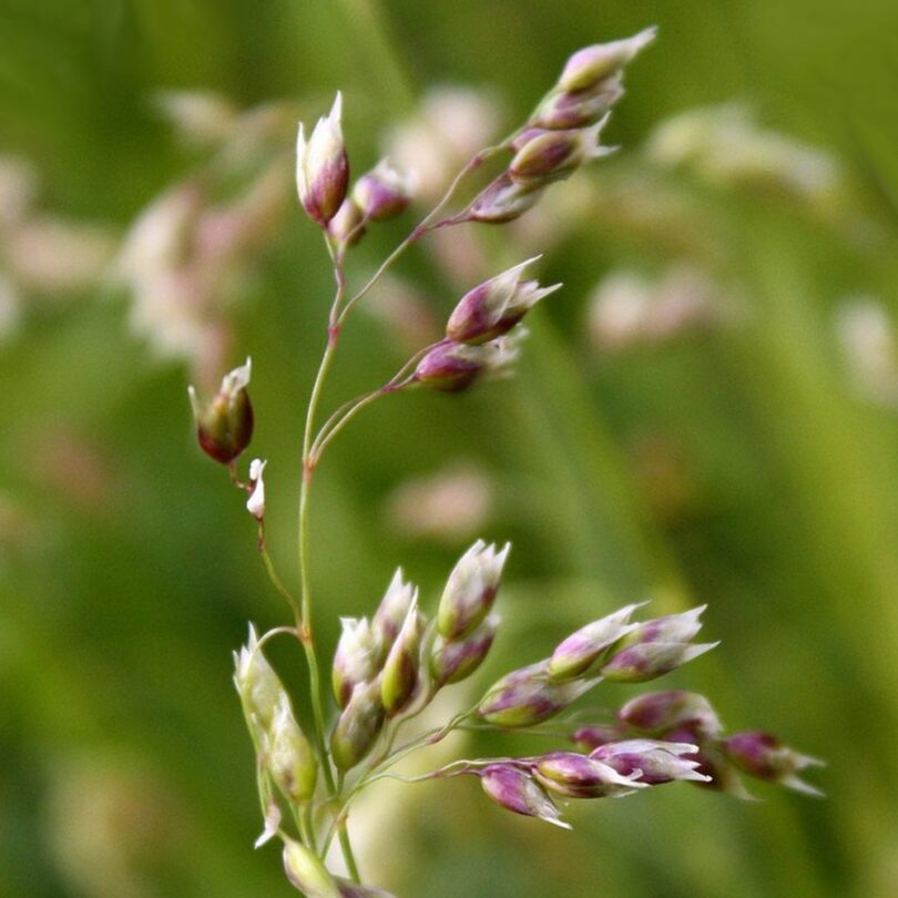 Flouve odorante (Herbe aux bisons) Graines