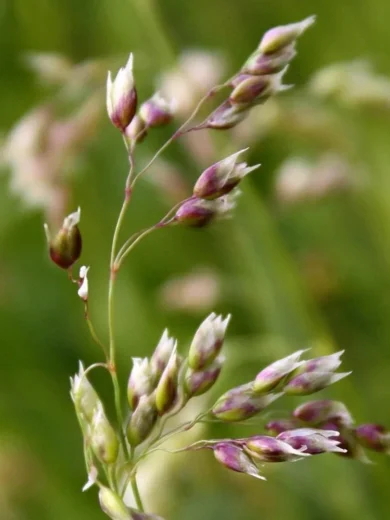 Flouve odorante (Herbe aux bisons) Graines