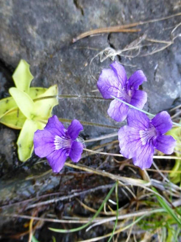 La flore des Pyrénées - alsagarden (6)