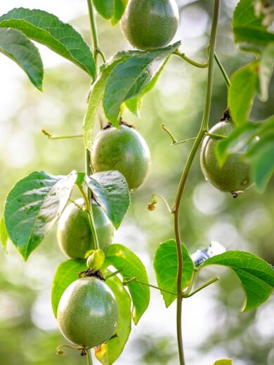 Passiflore Grenadille (Passiflora edulis f. edulis) Plant – Image 3