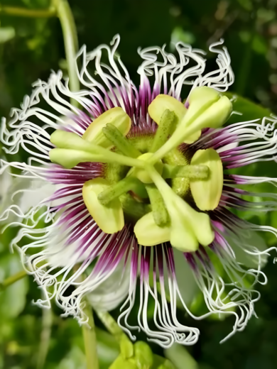 Passiflore Grenadille (Passiflora edulis f. edulis) Graines