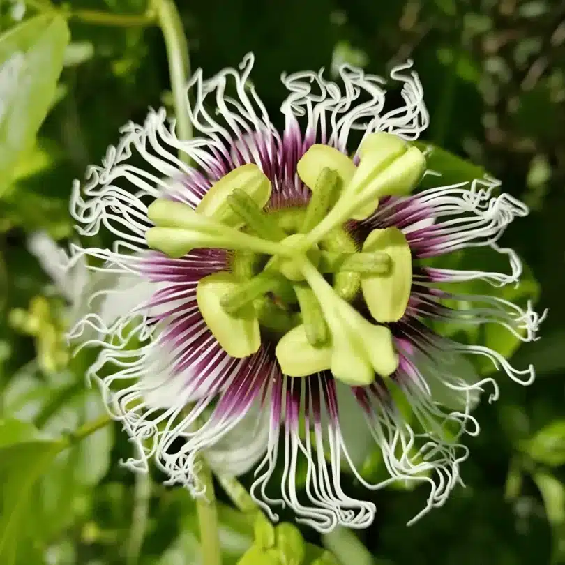 Passiflore Grenadille (Passiflora edulis f. edulis) Plant