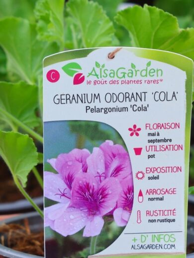 Géranium odorant (Parfum Coca-Cola) Plant