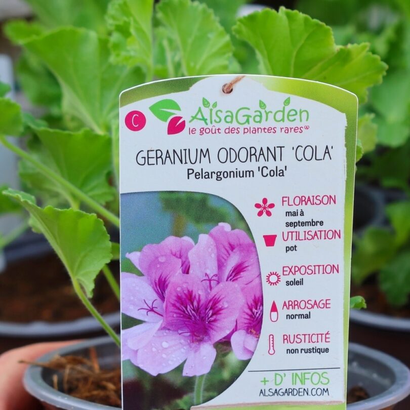 Géranium odorant (Parfum Coca-Cola) Plant