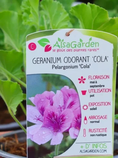 Géranium odorant (Parfum Coca-Cola) Plant