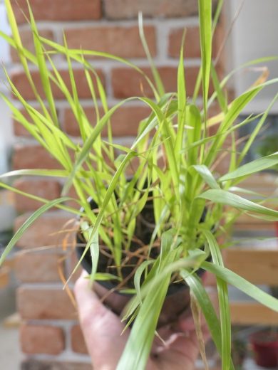 Herbe aux Bisons (Hierochloe odorata) Plant