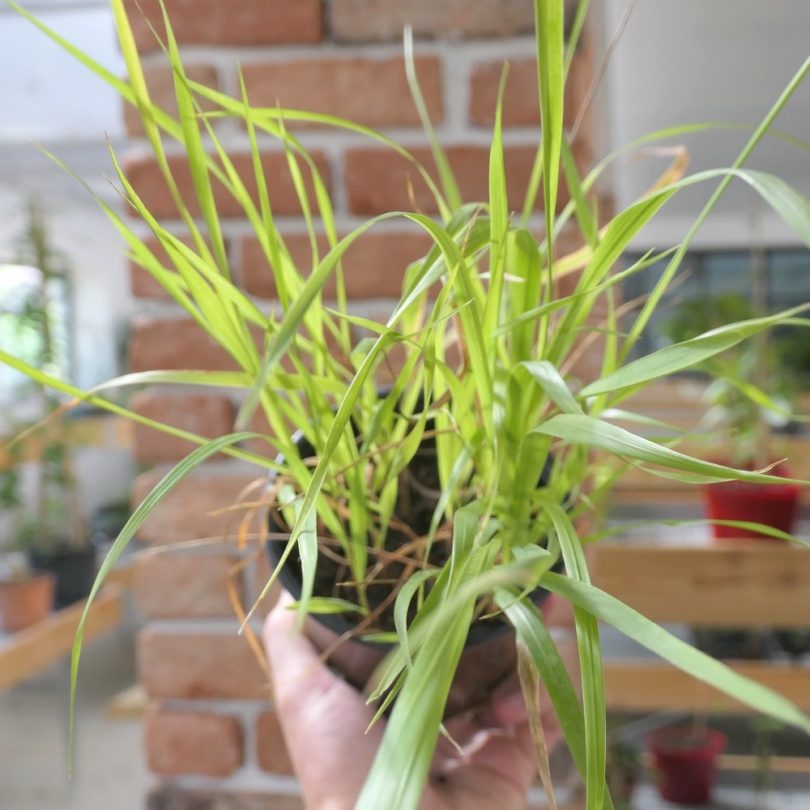 Herbe aux Bisons (Hierochloe odorata) Plant