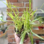 Herbe aux Bisons (Hierochloe odorata) Plant