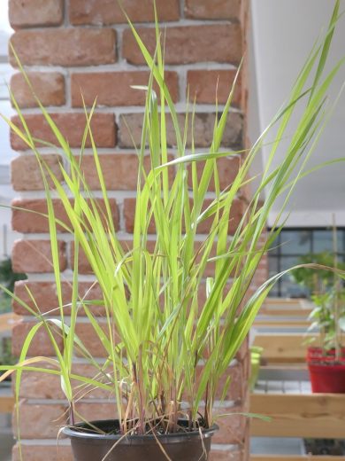 Herbe aux Bisons (Hierochloe odorata) Plant