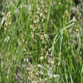 Hierochloe odorata (Herbe aux Bisons) Plant