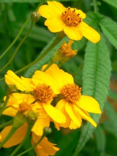 Tagetes lemonii (Senteur fruit de la passion / Agrume) Plant