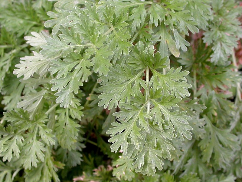 Artemisia_absinthium_alsagarden