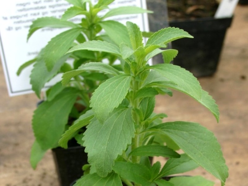 Stevia-rebaudiana-alsagarden