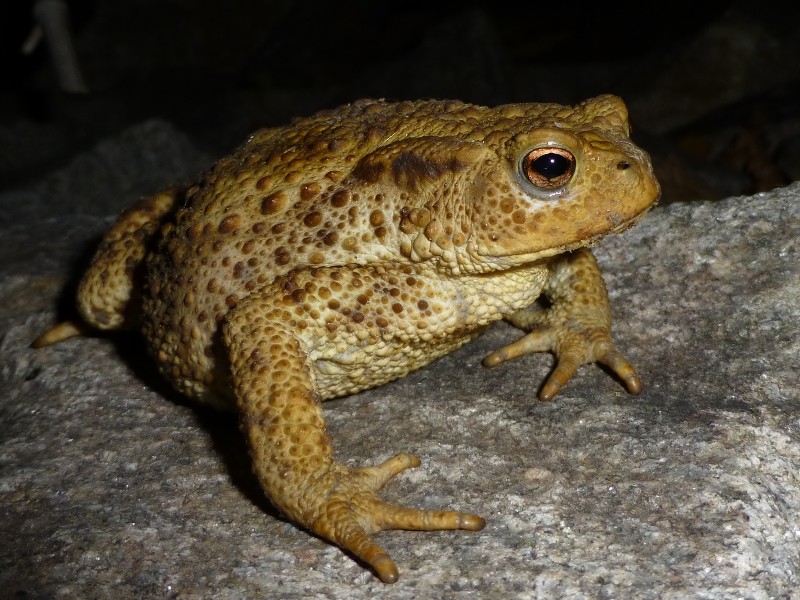 crapaud alsagarden (1)