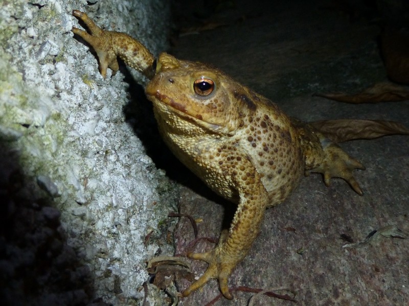 crapaud alsagarden (3)