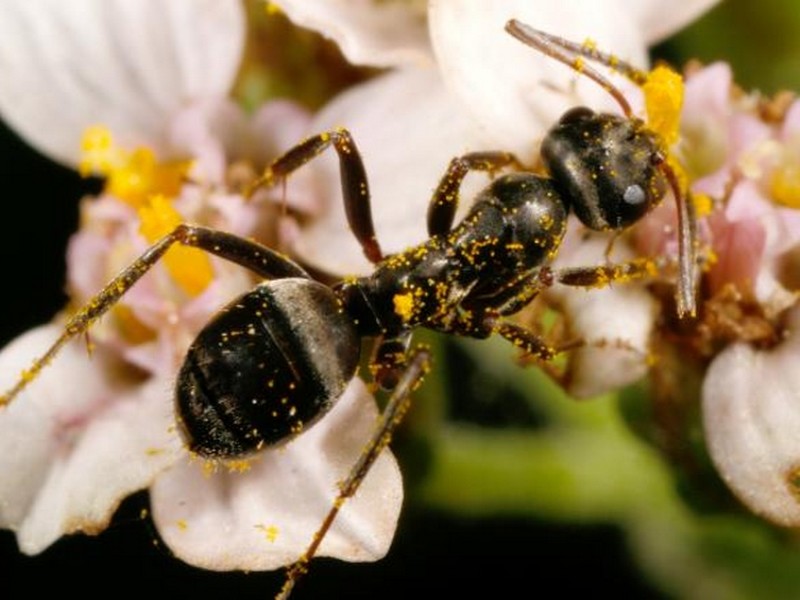Une fourmi transportant du pollen.