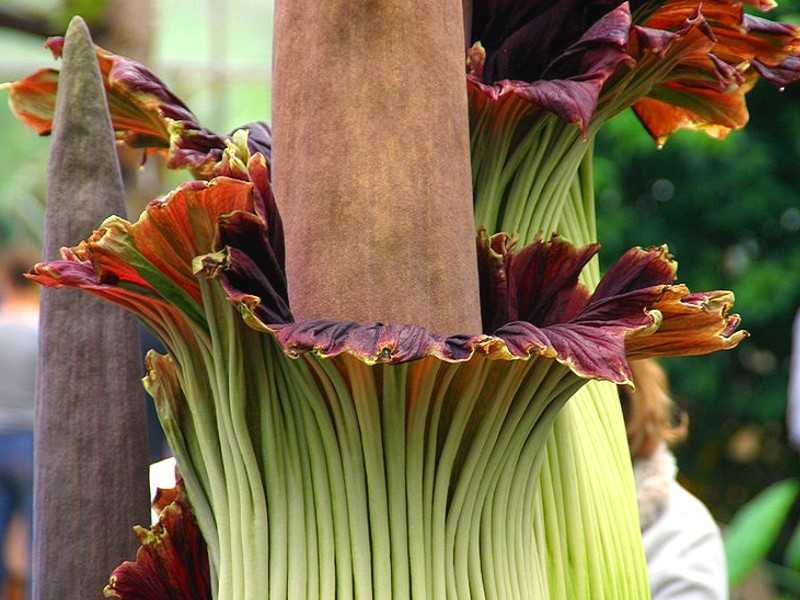 Amorphophallus_titanum