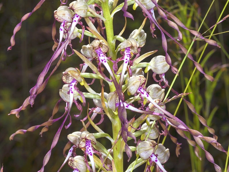 Himantoglossum_hircinum